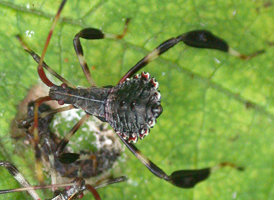 Leaf-footed Bug Leaf-footed Bug